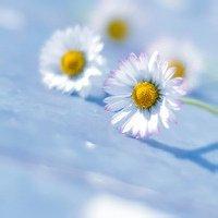 微信头像最好看的花中年女性(16张)