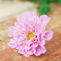 微信头像最好看的花中年女性(16张)