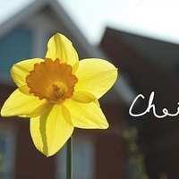 微信头像最好看的花中年女性(16张)