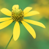 微信头像最好看的花中年女性(16张)