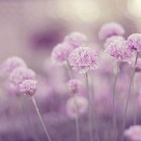 微信头像最好看的花中年女性(16张)