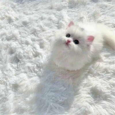 2023最火动物头像图片(精选24张)