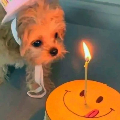 2023最火动物头像图片(精选24张)