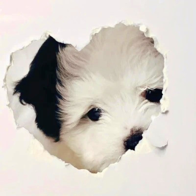 2023最火动物头像图片(精选24张)