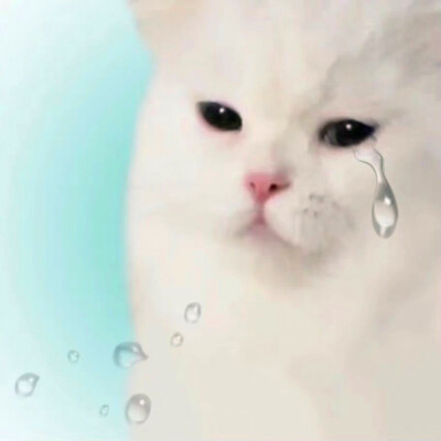 2023最火动物头像图片(精选24张)