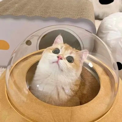 2023最火动物头像图片(精选24张)