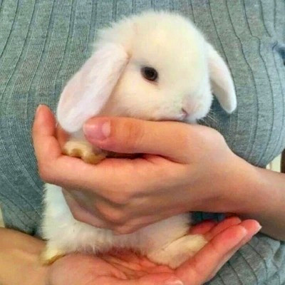 2023最火动物头像图片(精选24张)