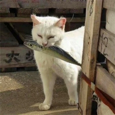 2023最火动物头像图片(精选24张)