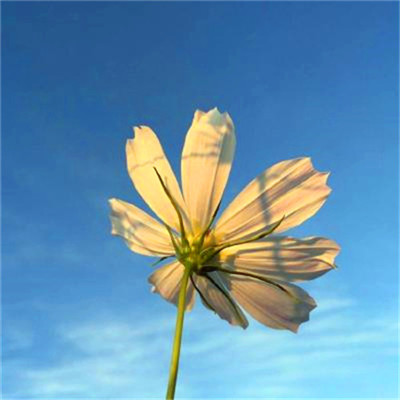 2023最火老年头像(精选16张)