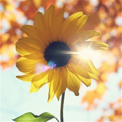 2023最个性火微信头像(16张)