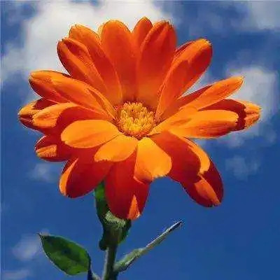 2023年微信最火的头像(精选28张)