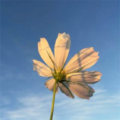 2023年女人最吉利头像(精选24张)