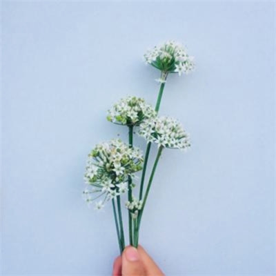 2023年女人最吉利头像(精选24张)