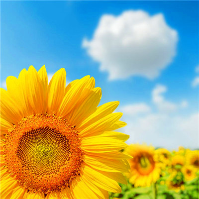 2023最火家庭微信头像(精选24张)