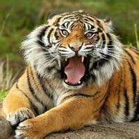 2023最火可爱老虎头像(14张)