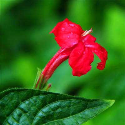 2023带好运最火头像(精选22张)