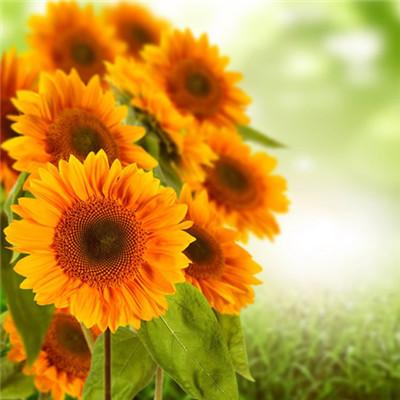 2023带好运最火头像(精选22张)