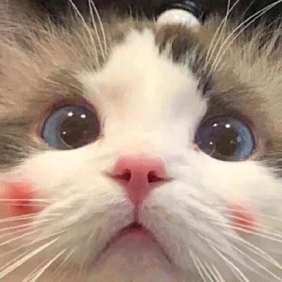 2023最流行动物头像(精选24张)