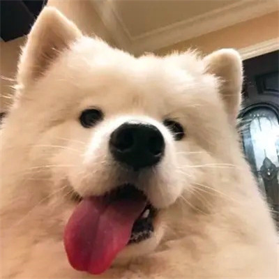 2023最流行动物头像(精选24张)