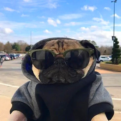 2023最流行动物头像(精选24张)