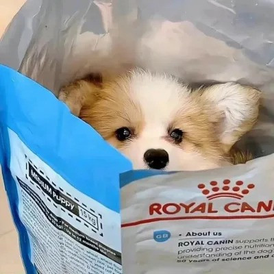 2023最流行动物头像(精选24张)