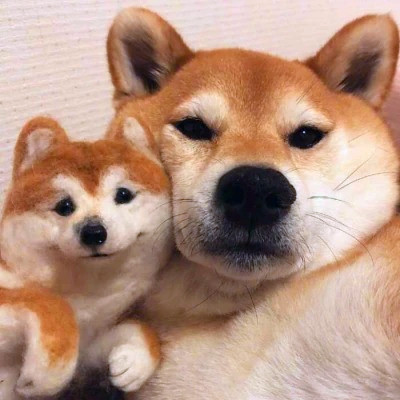 2023最流行动物头像(精选24张)