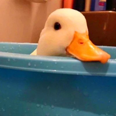 2023最流行动物头像(精选24张)