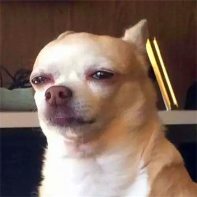 2023最流行动物头像(精选24张)