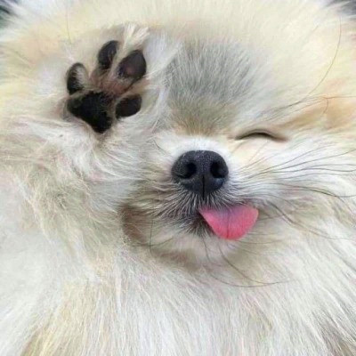 2023最流行动物头像(精选24张)