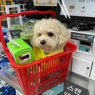 2023最流行动物头像(精选24张)