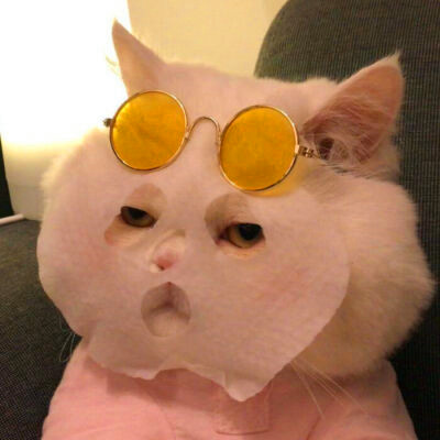 2023最流行动物头像(精选24张)