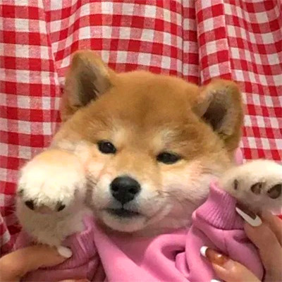 2023最流行动物头像(精选24张)