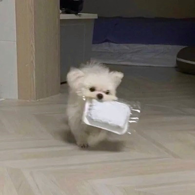 2023最流行动物头像(精选24张)