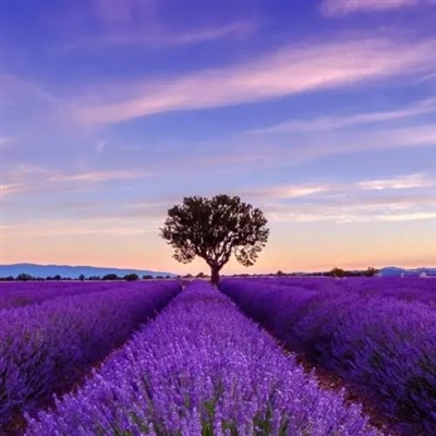 一看就舒心的微信头像(精选21张)