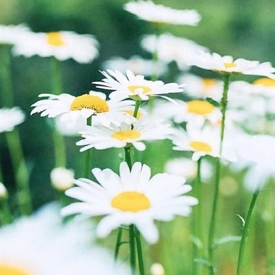 不容易撞又很治愈的头像(精选22张)