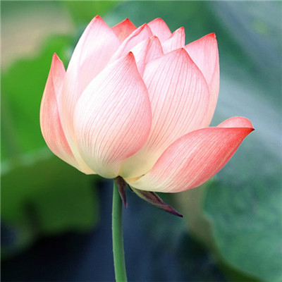 2023微信最吉利头像(精选24张)