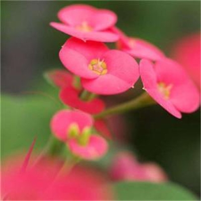 2023最吉利微信头像(精选24张)