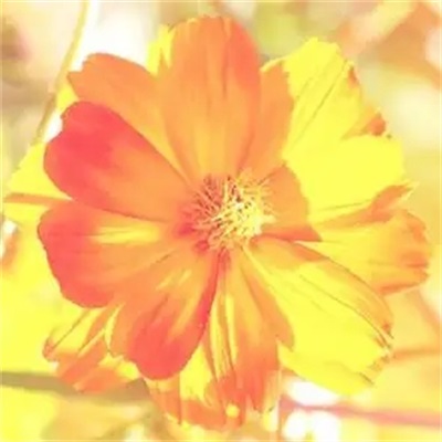 最吉祥最好运的头像(15张)