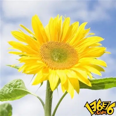 最吉祥最好运的头像(15张)