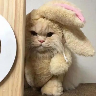 高清超级搞怪可爱的微信头像图片(精选12张)