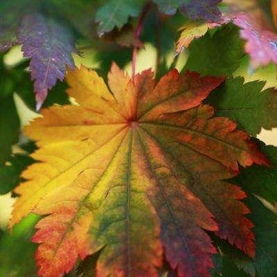 高清高端大气上档次的风景头像图片(精选24张)