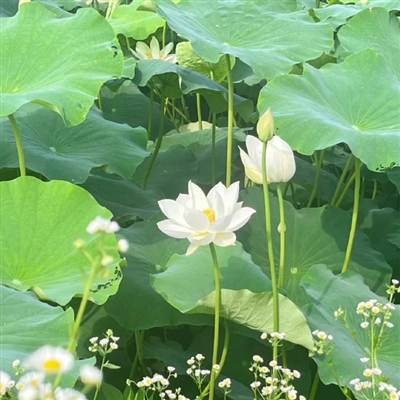 夏天风景头像(精选21张)