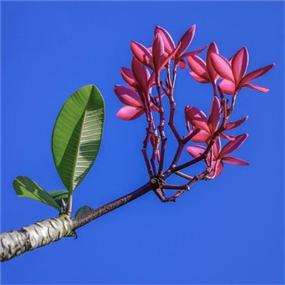 充满阳光的图片头像(24张)