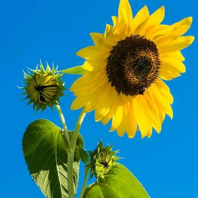 充满阳光的图片头像(24张)