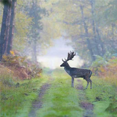 高级有意境的头像(精选14张)