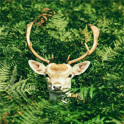 高级有意境的头像(精选14张)