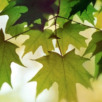 雨后森林图片头像(10张)