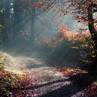 雨后森林图片头像(10张)