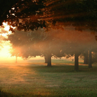 雨后森林图片头像(10张)