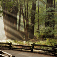 雨后森林图片头像(10张)